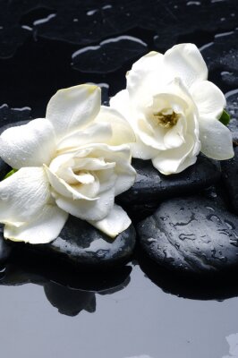 Fotobehang Witte bloemen en stenen