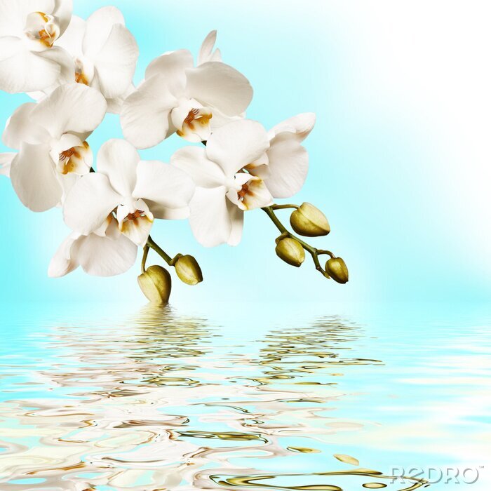 Fotobehang Witte bloemen en water