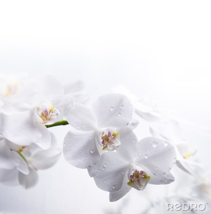 Fotobehang Witte bloemen in de dauw