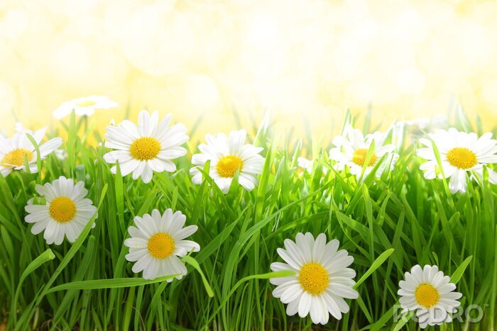Fotobehang Witte bloemen in het gras