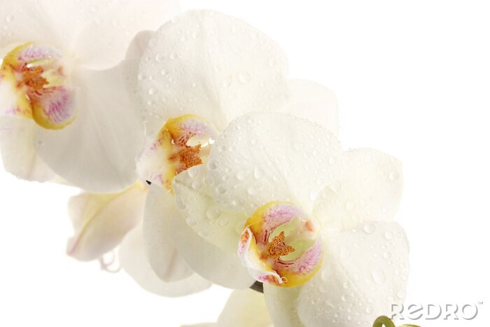 Fotobehang Witte bloemen in regendruppels