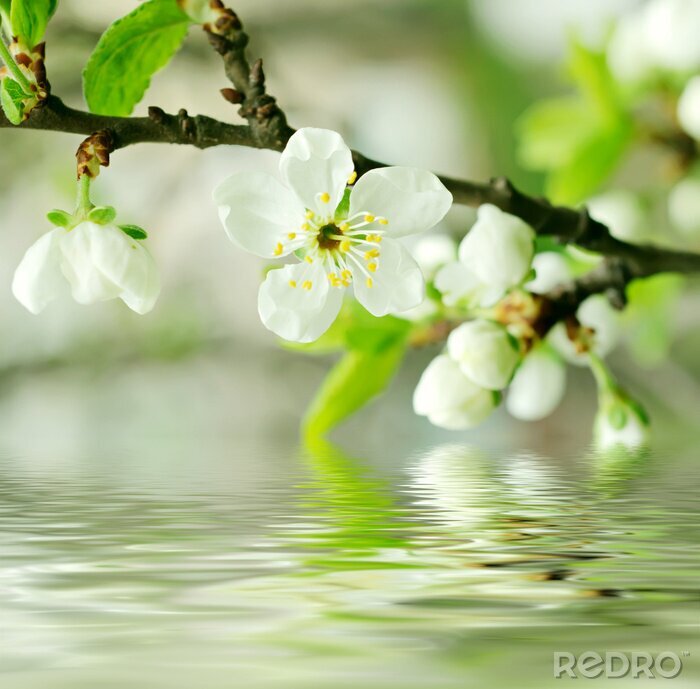 Fotobehang Witte bloemen in water