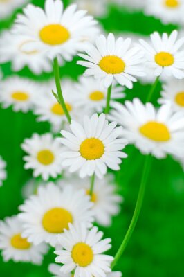 Fotobehang Witte bloemen met een geel hart