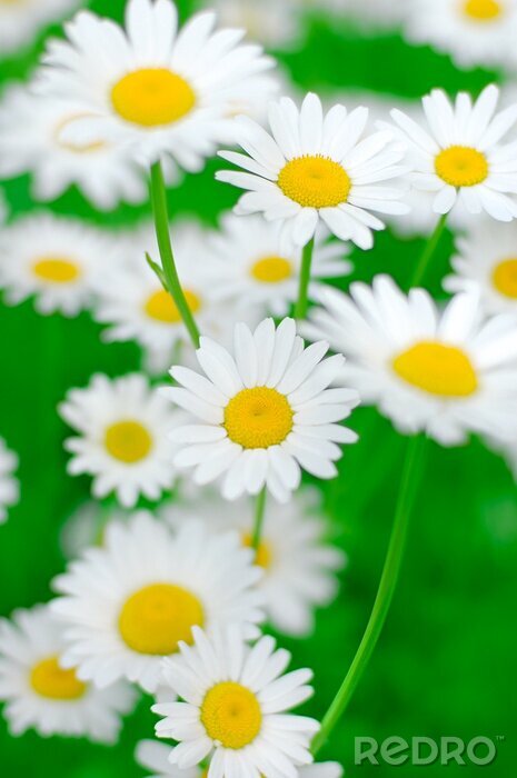 Fotobehang Witte bloemen met een geel hart