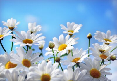 Fotobehang Witte bloemen op een blauwe achtergrond