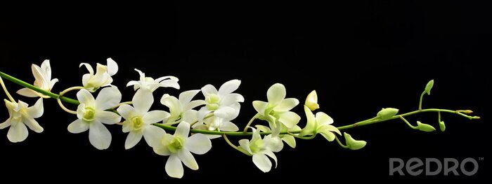 Fotobehang Witte bloemen op een zwarte achtergrond