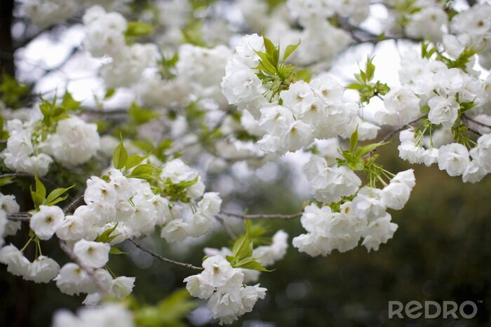 Fotobehang Witte bloemen op takken