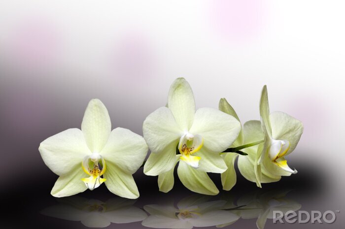 Fotobehang Witte bloemen op zwarte en witte achtergrond