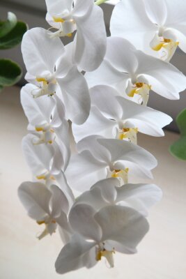 Fotobehang Witte bloemkroon