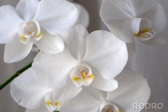 Fotobehang Witte bos orchideeën