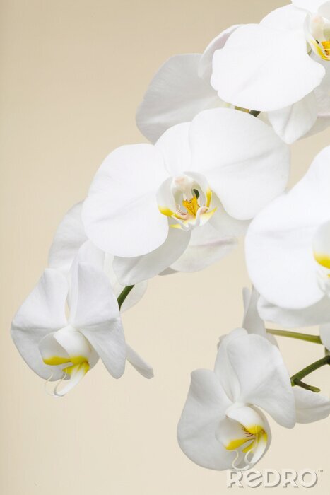 Fotobehang Witte bosjes orchideeën