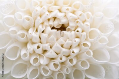 Fotobehang Witte dahlia macro