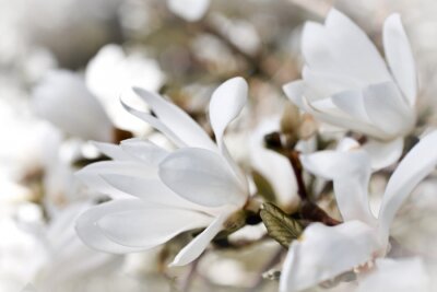 Fotobehang Witte delicate magnolia's