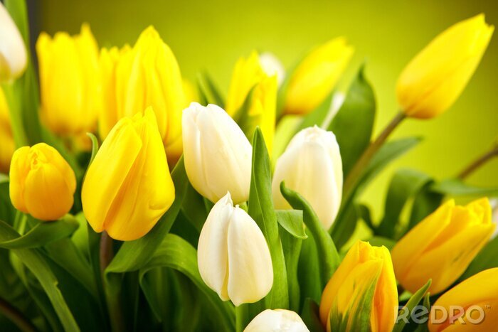 Fotobehang Witte en gele bloemen