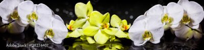Fotobehang Witte en gele orchideeën op een zwarte achtergrond