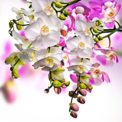 Fotobehang Witte en paarse bloeiende orchideeën