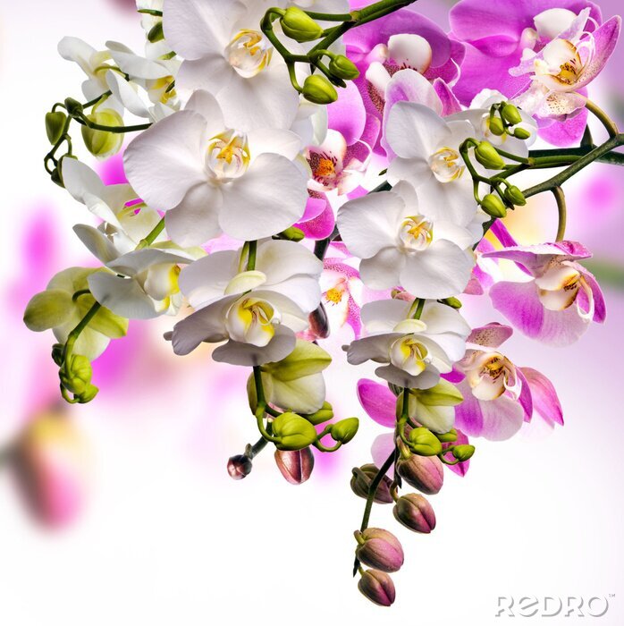 Fotobehang Witte en paarse bloeiende orchideeën
