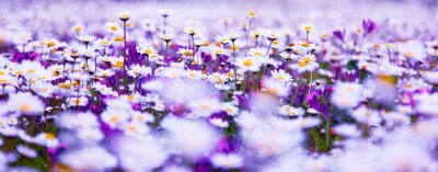 Fotobehang Witte en paarse bloemen in een veld