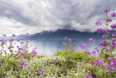 Fotobehang Witte en paarse bloemen op de achtergrond van bergen