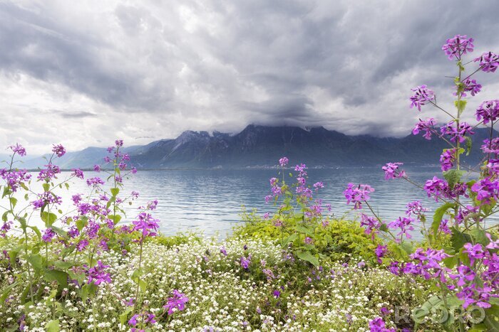 Fotobehang Witte en paarse bloemen op de achtergrond van bergen