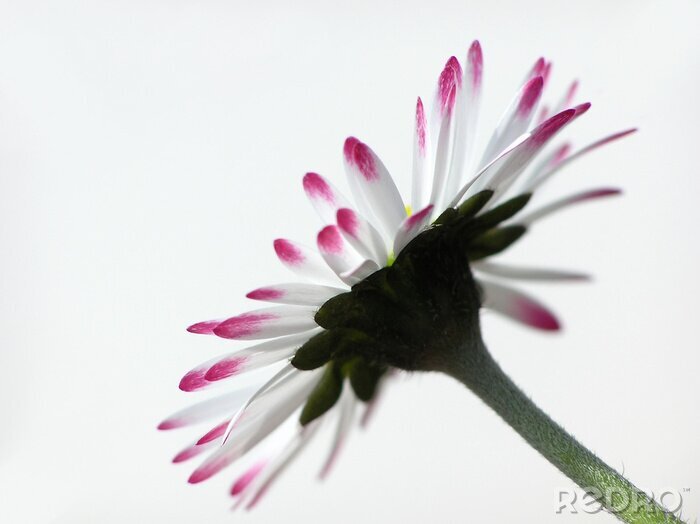 Fotobehang witte en rode margriet