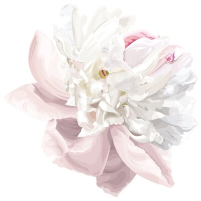 Witte en roze pioenroos met veel bloemblaadjes