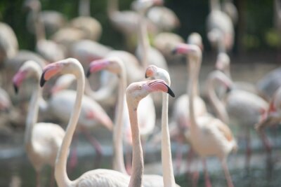 Fotobehang Witte flamingo's met roze snavels