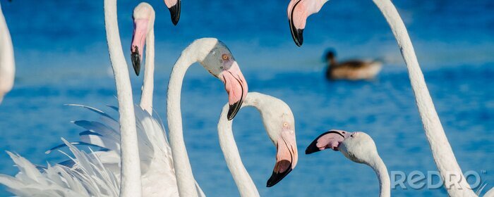 Fotobehang Witte flamingo's met roze snavels