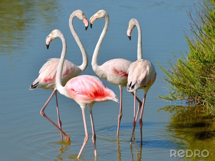 Fotobehang Witte flamingo's wadend in het water