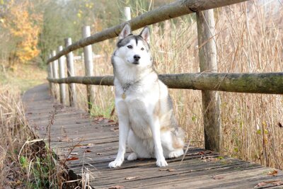 Fotobehang Witte husky op een brug