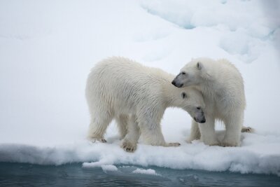 Fotobehang Witte ijsbeer