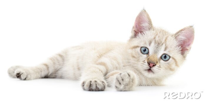 Fotobehang Witte kat die op zijn kant ligt met uitgestrekte poten