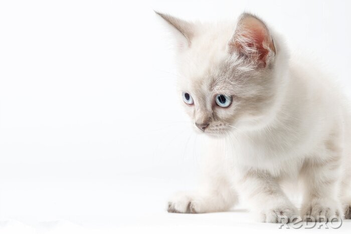 Fotobehang Witte kat met blauwe ogen