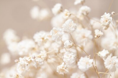 Fotobehang Witte kleine bloemen op beige achtergrond