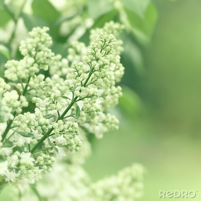 Fotobehang Witte knoppen van vlier