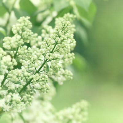 Fotobehang Witte knoppen van vlier