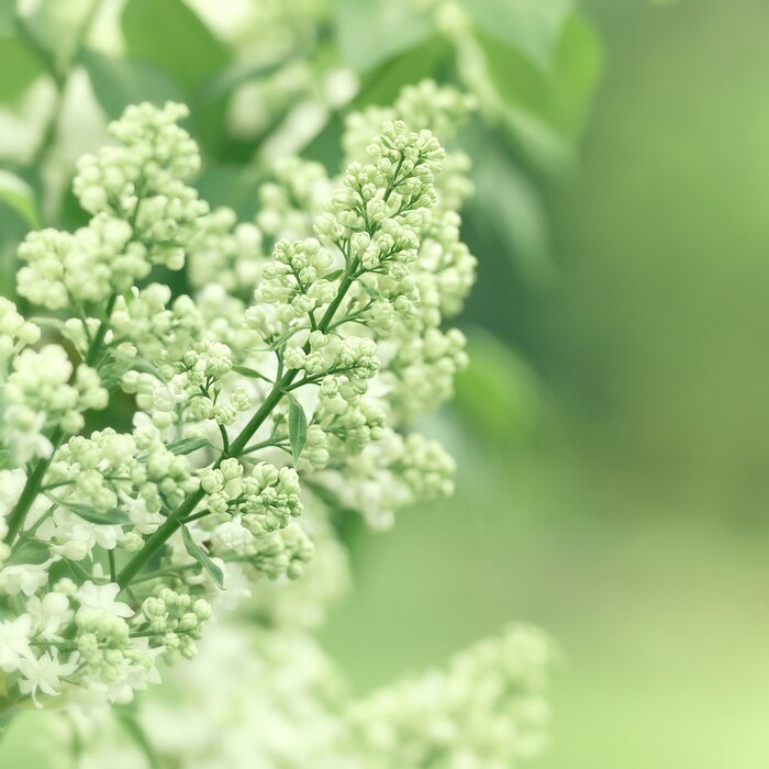 Fotobehang Witte knoppen van vlier