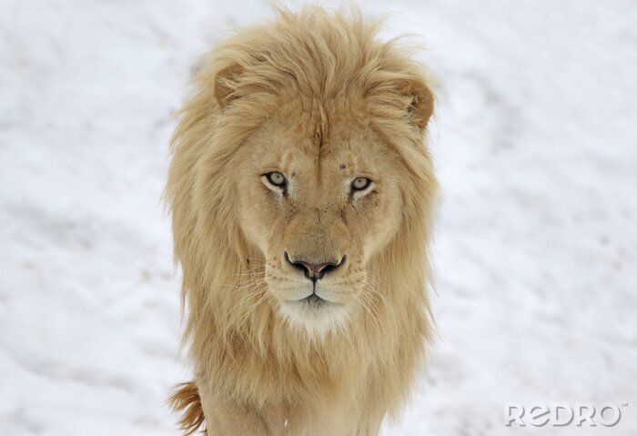 Fotobehang Witte leeuw in de sneeuw