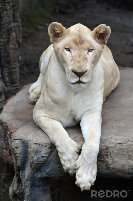 Fotobehang Witte leeuwin op een rots
