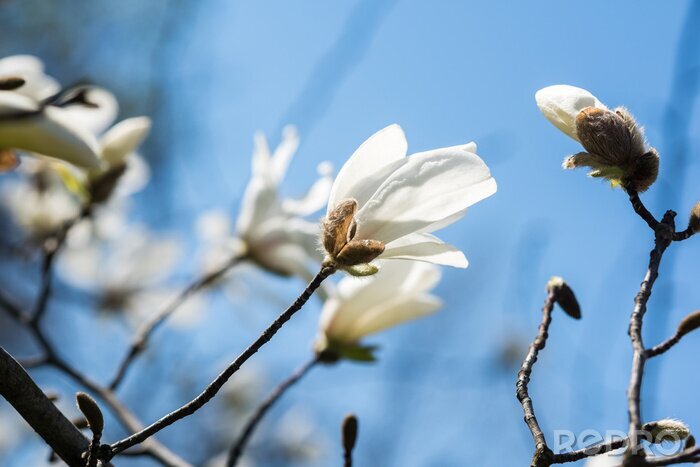 Fotobehang Witte magnolia