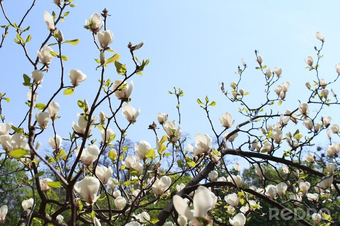 Fotobehang Witte magnolia aan een boom