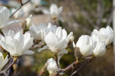 Fotobehang Witte magnolia en natuur