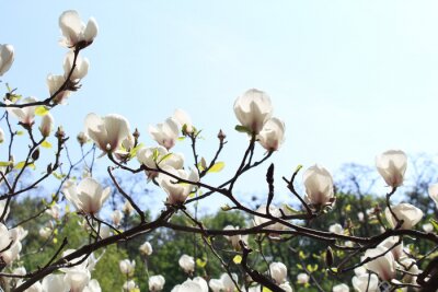 Fotobehang Witte magnolia in de zon