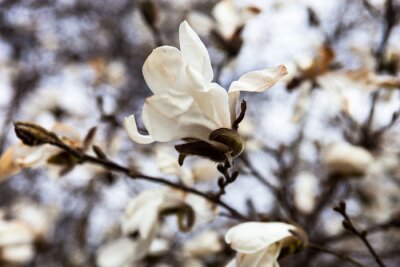 Fotobehang Witte magnolia in koude kleuren