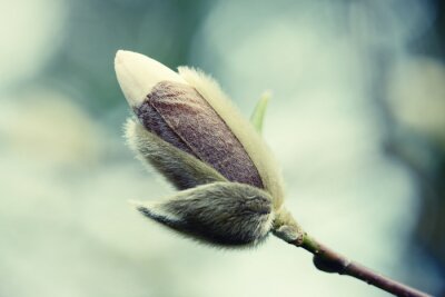 Fotobehang Witte magnolia in lentebloei