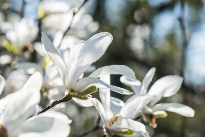 Witte magnolia op een achtergrond van natuur
