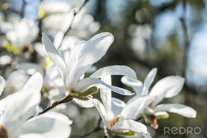Fotobehang Witte magnolia op een achtergrond van natuur