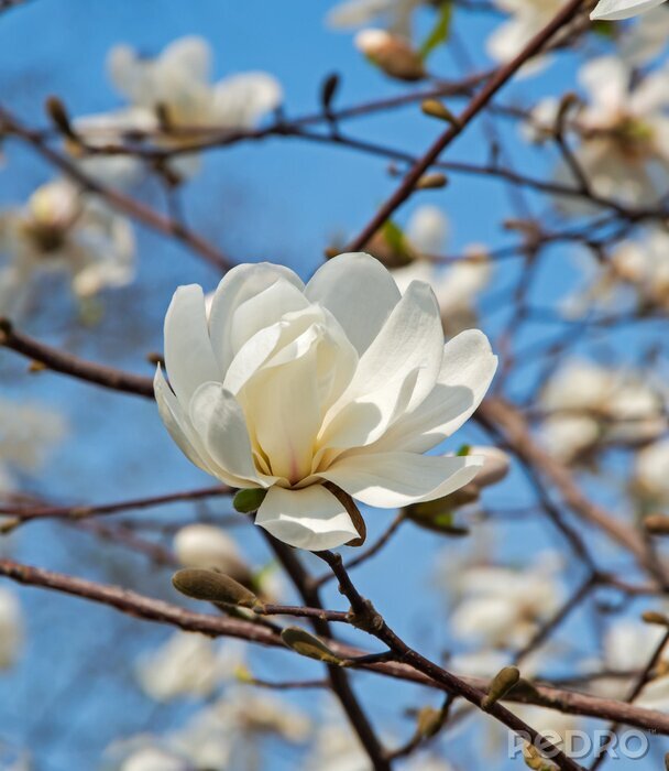 Fotobehang Witte magnolia op een achtergrond van takken