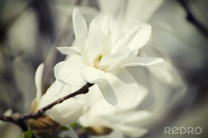 Fotobehang Witte magnolia op een tak