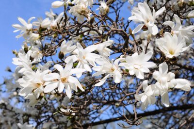 Fotobehang Witte magnolia's aan een boom
